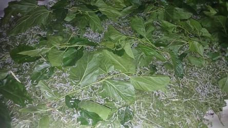 Rayon rəhbəri Səhlabad kəndində barama qurdlarının bəslənilməsi vəziyyəti ilə tanış olub