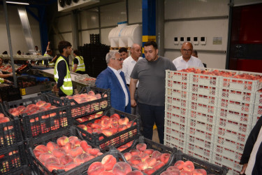 Tərtər Rayon İcra Hakimiyyətinin başçısı "Aqropat" MMC-nin intensiv meyvə bağları və müasir suvarma infrastrukturu ilə tanış olub