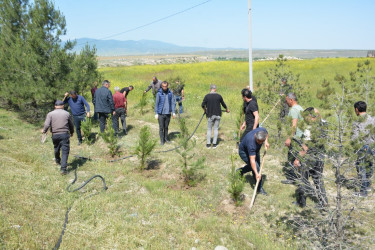 Tərtərdə “Konstitusiya və Suverenlik İli” çərçivəsində Ulu Öndərin anadan olmasının 102-ci ildönümü ilə əlaqədar  ağacəkmə aksiyası keçirilib