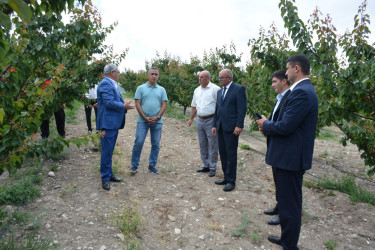 Tərtər Rayon İcra Hakimiyyətinin başçısı "Frutti Agro" MMC-nin intensiv meyvə bağları və müasir suvarma infrastrukturu ilə tanış olub
