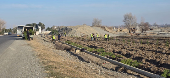 Tərtərdə “Şəhərsalma və Memarlıq İli” çərçivəsində ağacəkmə aksiyası keçirilib