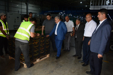 Tərtər Rayon İcra Hakimiyyətinin başçısı "Aqropat" MMC-nin intensiv meyvə bağları və müasir suvarma infrastrukturu ilə tanış olub