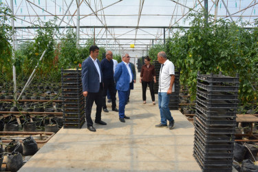 Rayon rəhbəri sahibkar Zəfər Nəsirovun müasir istixana kompleksi ilə tanış olub