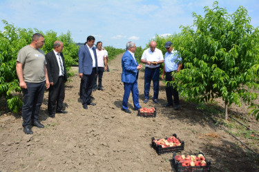Rayon rəhbəri fermer Mirzə Cümşüdovun bağ təsərrüfatı ilə tanış olub