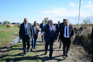 Tərtər rayonunda pambıq yığımına start verilib