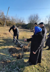 Tərtərdə baramaçılığın inkişafı məqsədilə tut tingləri əkilir