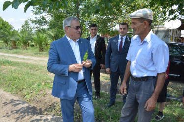 Rayon rəhbəri Ələsgərli kəndində tingçilik təsərrüfatı ilə tanış olub