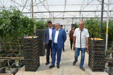 Rayon rəhbəri sahibkar Zəfər Nəsirovun müasir istixana kompleksi ilə tanış olub