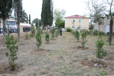 Tərtərdə “Konstitusiya və Suverenlik İli” çərçivəsində növbəti ağacəkmə aksiyası keçirilib