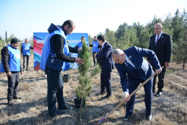 Tərtərdə Yeni Azərbaycan Partiyasının təsis edilməsinin 33-cü ildönümü münasibətilə ağacəkmə aksiyası keçirilib