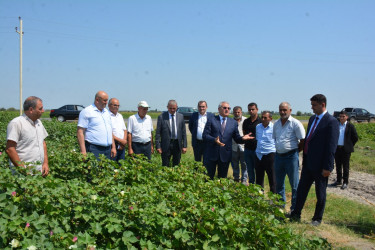İcra başçısı İlxıçılar kəndində fermer Rahim Quluyevin  pambıq tarlasına baxış keçirib