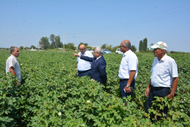 İcra başçısı İlxıçılar kəndində fermer Rahim Quluyevin  pambıq tarlasına baxış keçirib