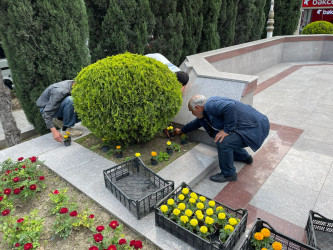 Tərtərdə “Heydər Əliyev İli” çərçivəsində Ulu Öndər Heydər Əliyevin abidəsinin ətrafına və Mərkəzi Meydana gül-çiçək kolları əkilib