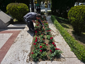 “Şəhərsalma və Memarlıq İli” çərçivəsində Tərtər şəhəri ərazisində gül və çiçək kolları əkilib