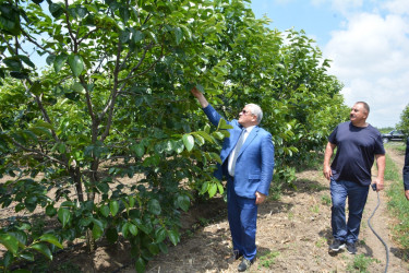 Tərtər Rayon İcra Hakimiyyətinin başçısı "Tərtər 1" MMC-nin intensiv meyvə bağları və müasir suvarma infrastrukturu ilə tanış olub