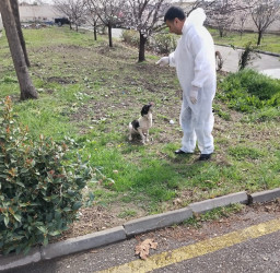 Tərtərdə sahibsiz heyvanların peyvəndlənməsi davam etdirilir