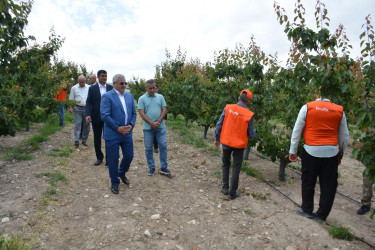 Tərtər Rayon İcra Hakimiyyətinin başçısı "Frutti Agro" MMC-nin intensiv meyvə bağları və müasir suvarma infrastrukturu ilə tanış olub