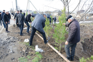 Tərtərdə “Şəhərsalma və Memarlıq İli” çərçivəsində növbəti ağacəkmə aksiyası keçirilib