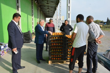 Rayon rəhbəri "Tərtər 1" MMC-nin intensiv meyvə bağlarında xurma yığımına baxış keçirib