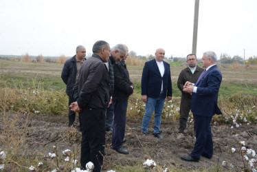 Rayon rəhbəri Köçərli kəndində fermer Cəfər Şəmilovun pambıq tarlası ilə tanış olub