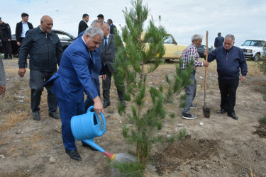 Tərtərdə 27 sentyabr-Anım Günü münasibəti ilə ağacəkmə aksiyası keçirilib