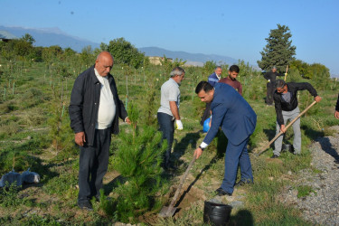 Tərtərdə “Anım Günü”ndə “Vətən bağı”nda ağacəkmə aksiyası keçirilib