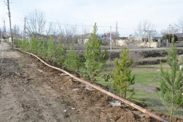 Tərtərdə “Şəhərsalma və Memarlıq İli” çərçivəsində növbəti ağacəkmə aksiyası keçirilib