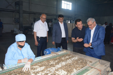 Tərtər Rayon İcra Hakimiyyətinin başçısı Xoruzlu kəndində "PATRON" MMC-yə məxsus günəbaxan tumlarının emalı müəssisəsi ilə tanış olub