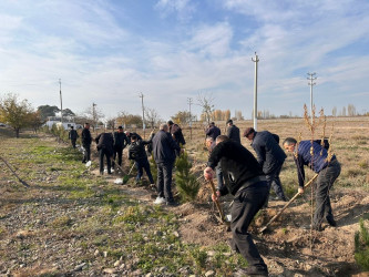 "Yaşıl dünya naminə həmrəylik ili" çərçivəsində növbəti ağacəkmə aksiyası Bərdə-Ağdam magistral avtomobil yolunun Köçərli kəndi ərazisindən keçən hissəsində  keçirilib