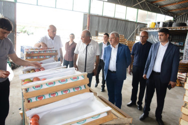 Rayon rəhbəri sahibkar Zəfər Nəsirovun müasir istixana kompleksi ilə tanış olub