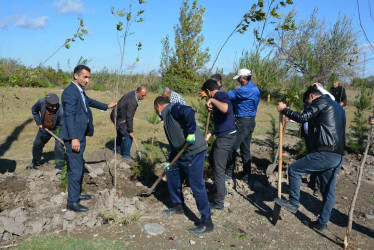 "Yaşıl dünya naminə həmrəylik ili" çərçivəsində Bərdə-Ağdam magistral avtomobil yolunun Poladlı kəndi ərazisində ağacəkmə aksiyası davam etdirilir