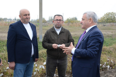 Rayon rəhbəri Köçərli kəndində fermer Cəfər Şəmilovun pambıq tarlası ilə tanış olub