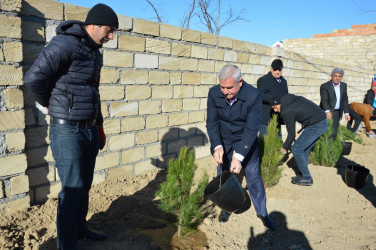 Tərtərdə 31 Dekabr – Dünya Azərbaycanlılarının Həmrəyliyi Günü münasibətilə ağacəkmə aksiyası keçirilib