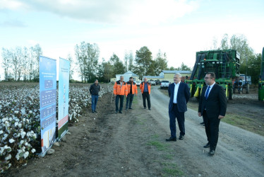 Tərtər rayonunda pambıq yığımına start verilib