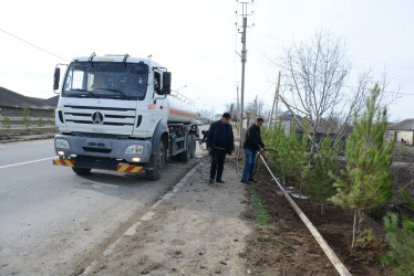 Tərtərdə “Şəhərsalma və Memarlıq İli” çərçivəsində növbəti ağacəkmə aksiyası keçirilib