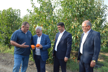 Rayon rəhbəri "Tərtər 1" MMC-nin intensiv meyvə bağlarında xurma yığımına baxış keçirib