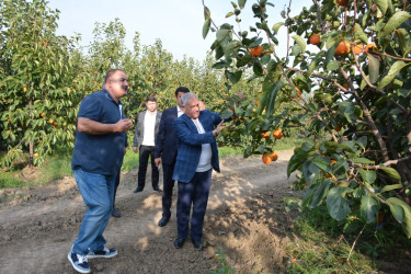 Rayon rəhbəri "Tərtər 1" MMC-nin intensiv meyvə bağlarında xurma yığımına baxış keçirib
