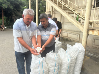 Tərtərdə barama tədarükünə başlanılıb