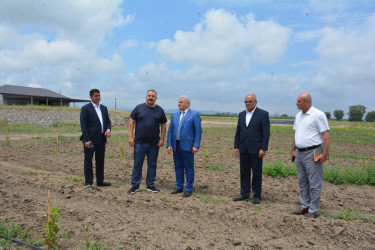Tərtər Rayon İcra Hakimiyyətinin başçısı "Tərtər 1" MMC-nin intensiv meyvə bağları və müasir suvarma infrastrukturu ilə tanış olub