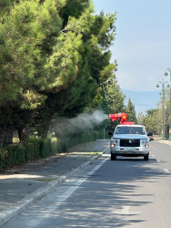 Tərtərdə dekorativ ağacların zərərvericilərə qarşı dərmanlanması işləri aparılıb