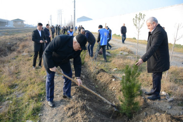 Tərtərdə Prezident İlham Əliyevin ad günü münasibətilə ağacəkmə aksiyası keçirilib