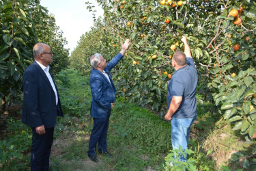 Rayon rəhbəri "Tərtər 1" MMC-nin intensiv meyvə bağlarında xurma yığımına baxış keçirib