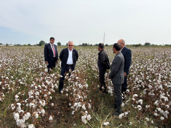 Tərtərdə pambıq yığımının gedişi ilə bağlı sahələrə baxış keçirilib