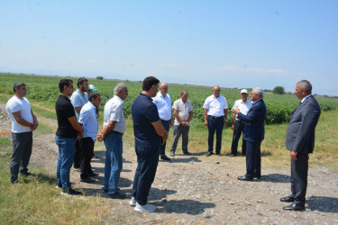 İcra başçısı İlxıçılar kəndində fermer Rahim Quluyevin  pambıq tarlasına baxış keçirib