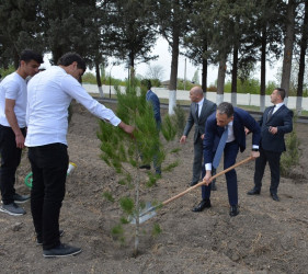 Rəqəmsal İnkişaf və Nəqliyyat Nazirliyi Tərtər rayonunda “Heydər Əliyev İli” çərçivəsində ağacəkmə aksiyası keçirib