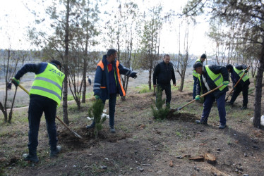 Tərtərdə “Şəhərsalma və Memarlıq İli” çərçivəsində növbəti ağacəkmə aksiyası keçirilib