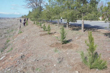 Tərtərdə “Şəhərsalma və Memarlıq İli” çərçivəsində Xocalı soyqrımının 34-cü il dönümü ilə əlaqədar ağacəkmə aksiyası keçirilib
