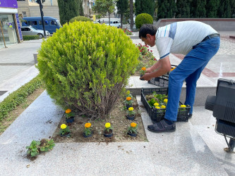 Tərtərdə “Heydər Əliyev İli” çərçivəsində Ulu Öndər Heydər Əliyevin abidəsinin ətrafına və Mərkəzi Meydana gül-çiçək kolları əkilib