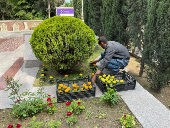 Tərtərdə “Heydər Əliyev İli” çərçivəsində Ulu Öndər Heydər Əliyevin abidəsinin ətrafına və Mərkəzi Meydana gül-çiçək kolları əkilib