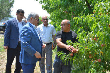 Tərtər Rayon İcra Hakimiyyətinin başçısı "AZNEKTARİN" MMC-nin intensiv meyvə bağları və müasir suvarma infrastrukturu ilə tanış olub